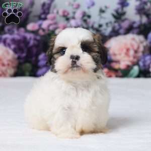 Rally, Shih Tzu Puppy